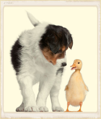 Puppy And Duckling